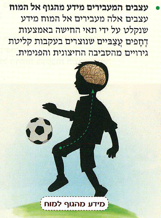 (בספר תרשים:) מידע מהגוף למוח